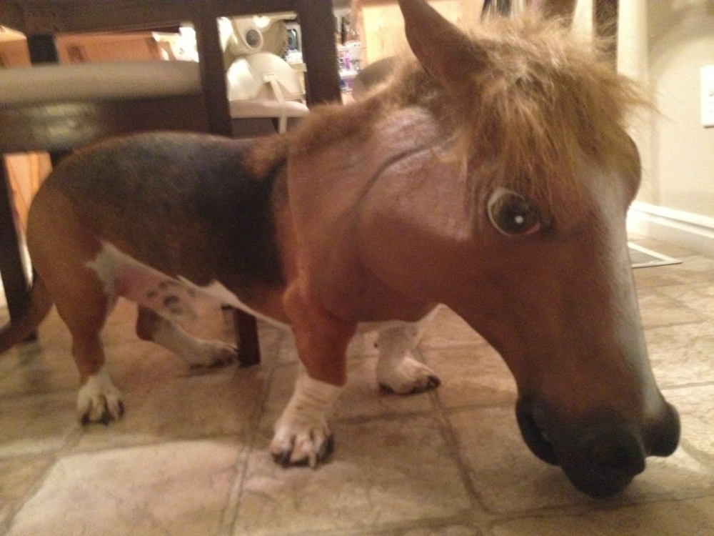 Adorable Pets Wearing The Notorious Horse Mask. 