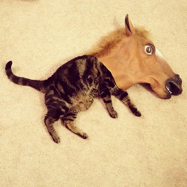 Adorable Pets Wearing The Notorious Horse Mask. 