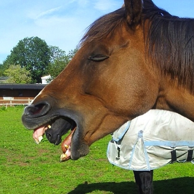 11 Perfectly-Timed Animal Photos