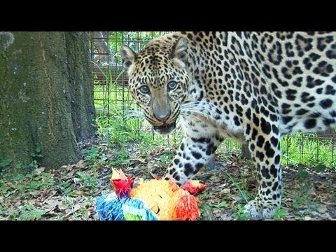 Leopard VS Piñata! 