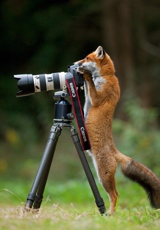 Fox taking pictures 