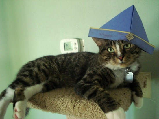 Cats in Captain Hats is the new 'In Thing'. 