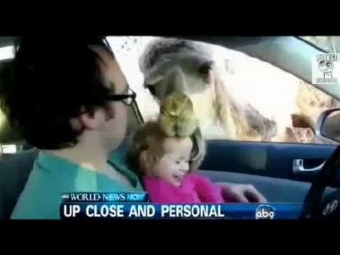 Camel Tries to Eat Little Girl and It’s Adorable 
