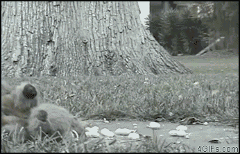 14 Hilariously Unexpected GIFs