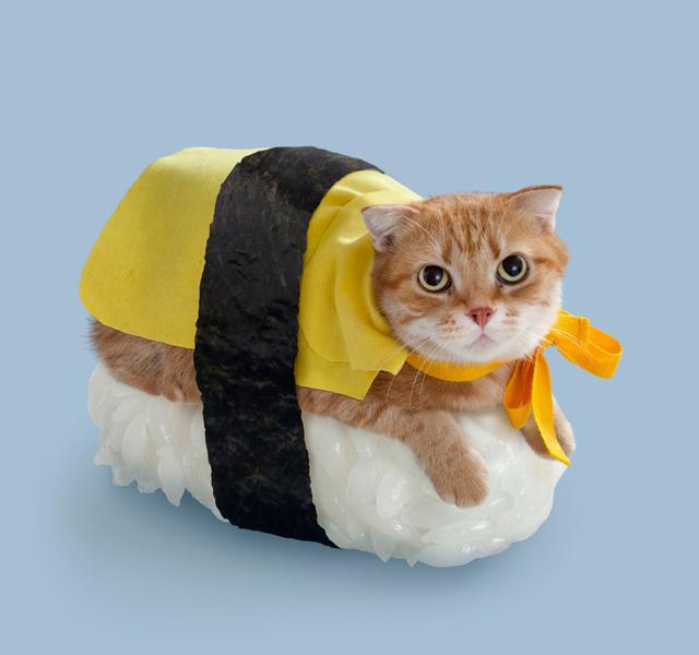 Sushi Cats