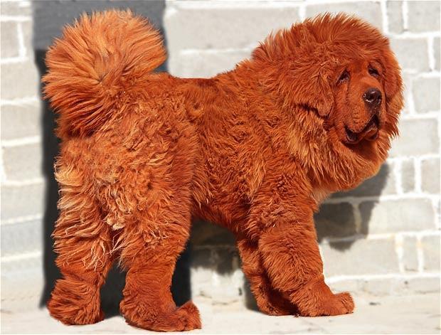 World's Most Expensive Dog, Tibetan Mastiff