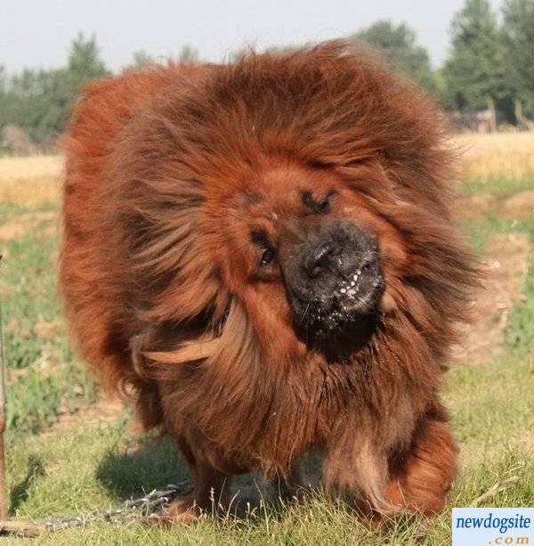 World's Most Expensive Dog, Tibetan Mastiff