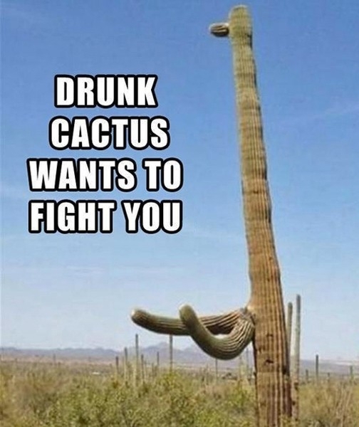 Drunk Cactus 