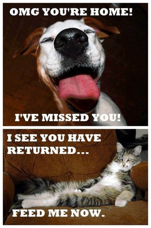 Cats vs. Dogs!