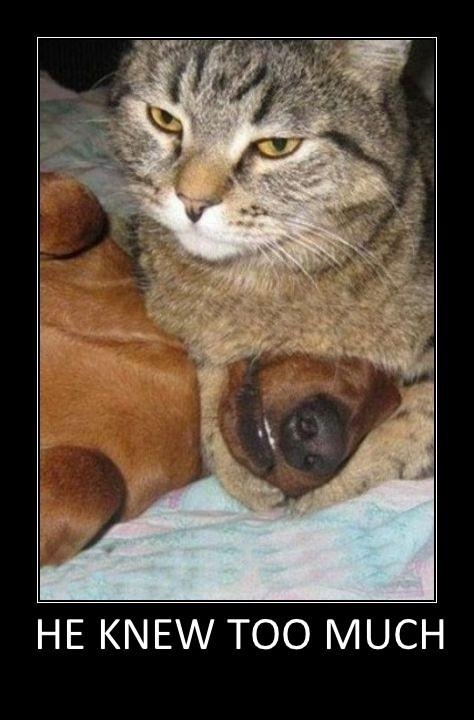 Cats vs. Dogs!