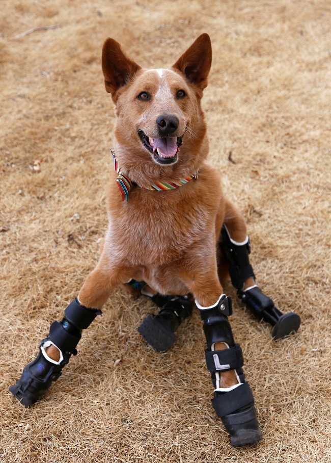 The Bionic Dog With Four Prosthetic Legs Hits Us In All The Feels