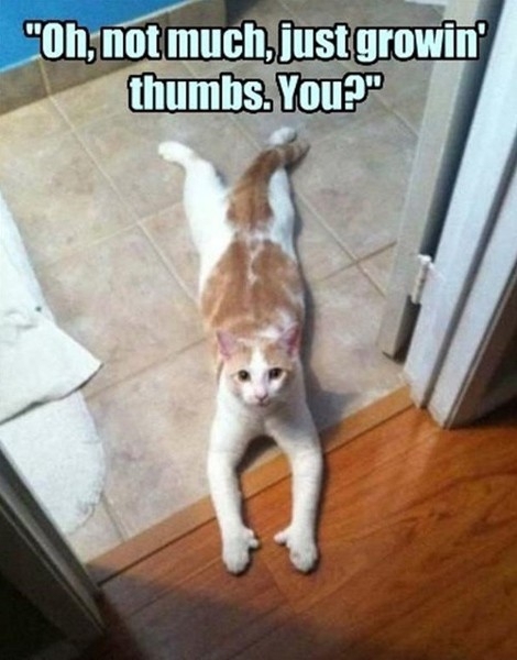 Cat Thumbs 