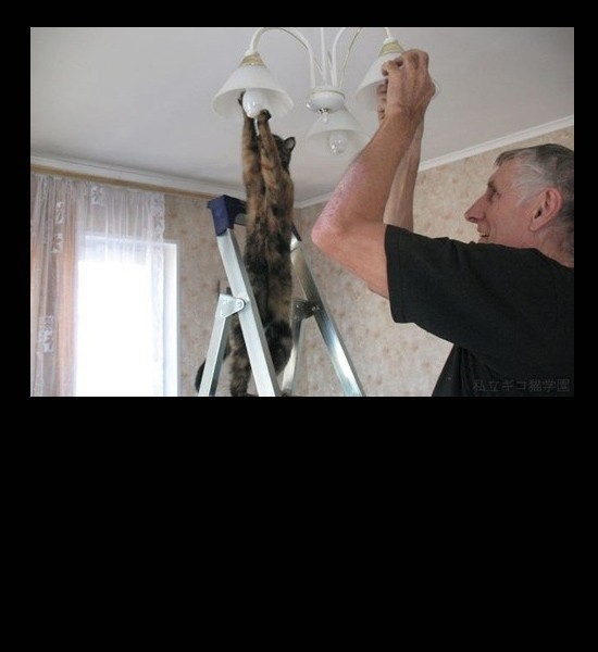 How Many Cats And Humans Does It Take To Change A Lightbulb? 
