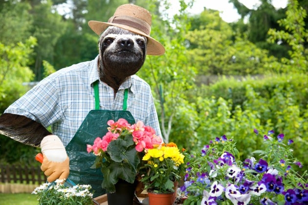 9 Sloths Who Are Working for the Weekend