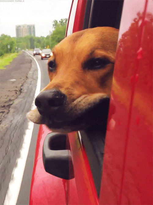 Car Window Dog 