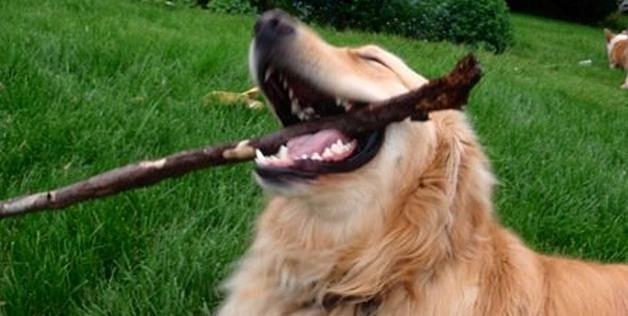Happy Dog With Stick 