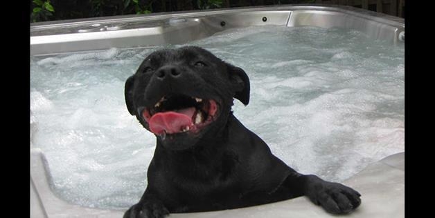 Smiling Hot Tub Dog 