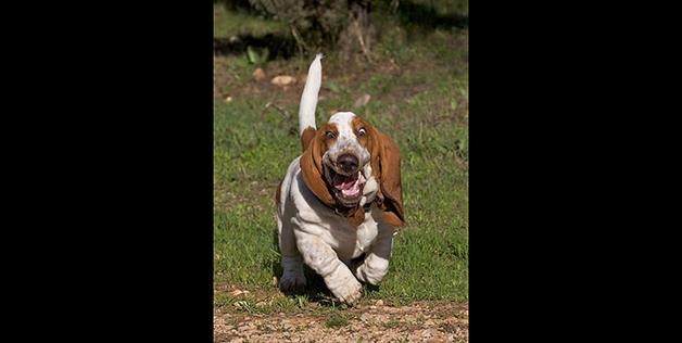 Happy Running pup 