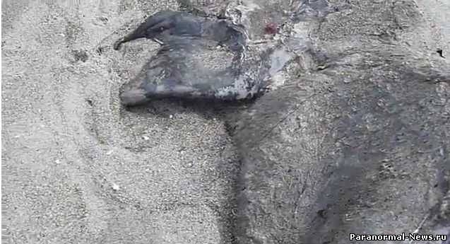 Strange marine creature washed up dead on New Zealand beach [video]