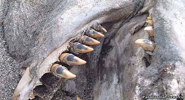 Strange marine creature washed up dead on New Zealand beach [video]