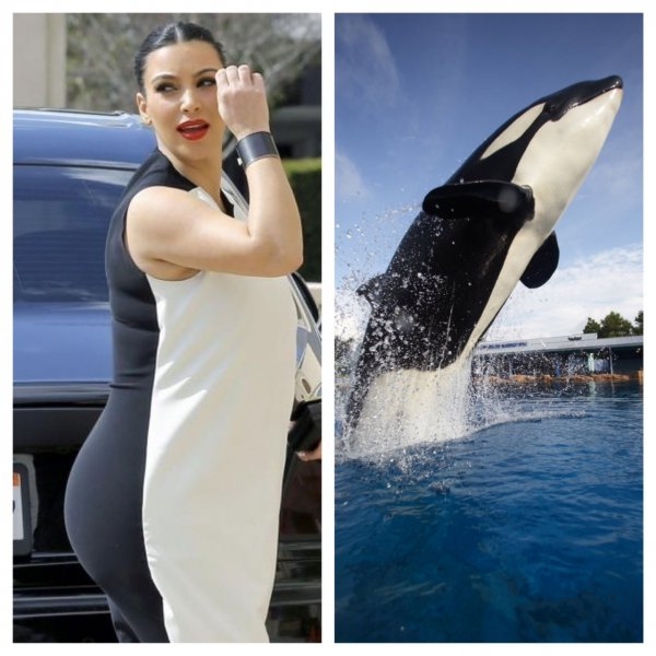 Kim Kardashian or Killer Whale