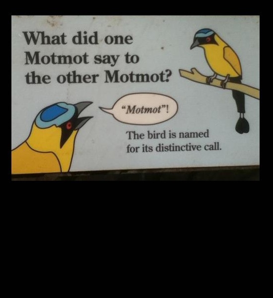 MotMot