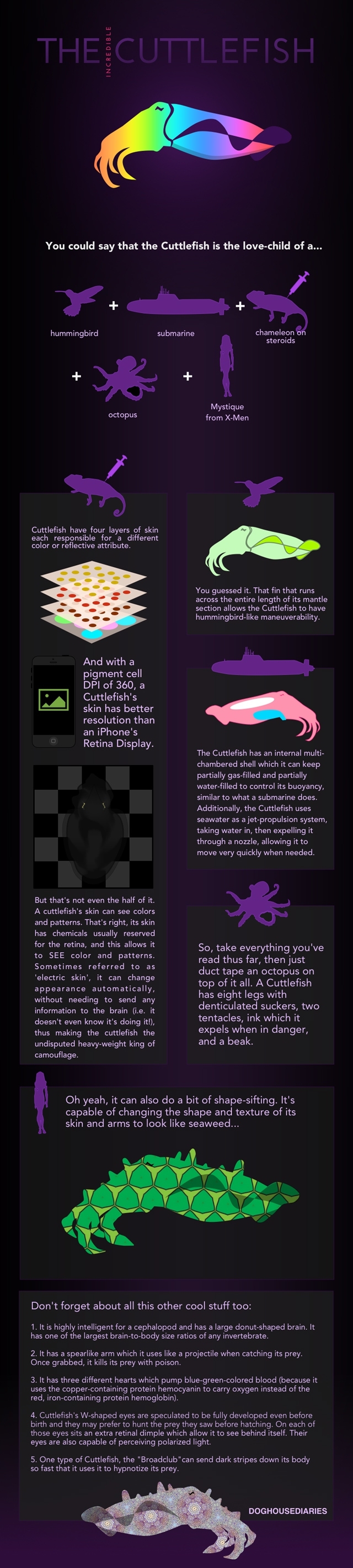 The Incredible Cuttlefish, An Infographic by Doghouse Diaries