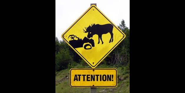 Attention Moose Crossing 