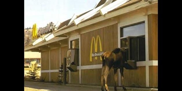 Moose In The Drive Through 