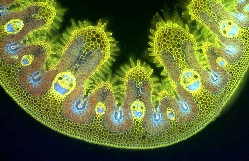 47. Tissue Cross-Section of Marram Grass Leaf