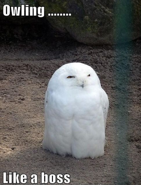 Hilariously Adorable Owl Memes.
