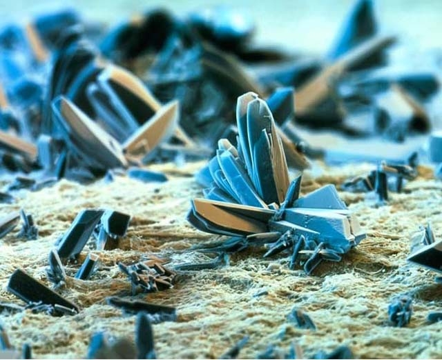 10 Incredible, Magnified Images That Will Blow Your Mind!