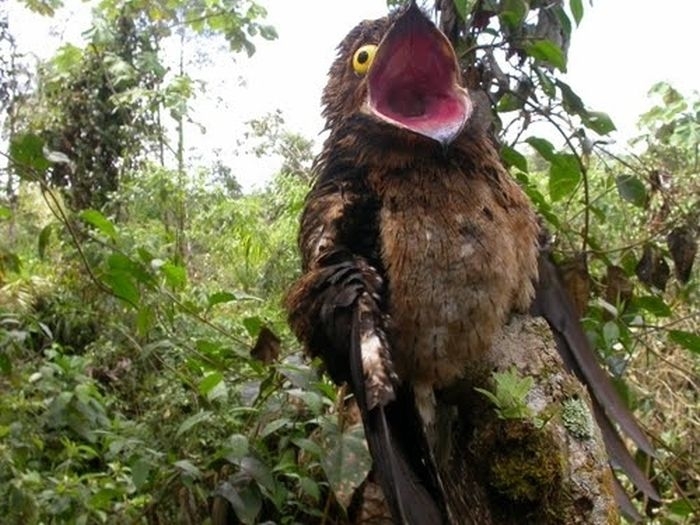 The most shocked bird ever