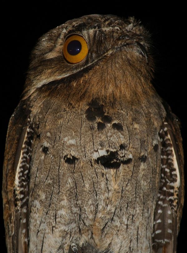 Potoo: the most shocked bird ever