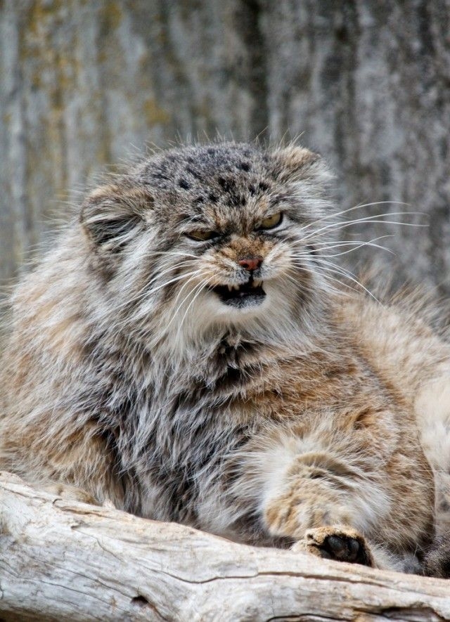 Would You Like to Pet This Manul Cat