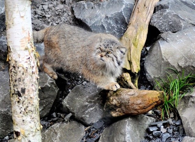 Would You Like to Pet This Manul Cat