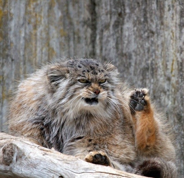 Would You Like to Pet This Manul Cat