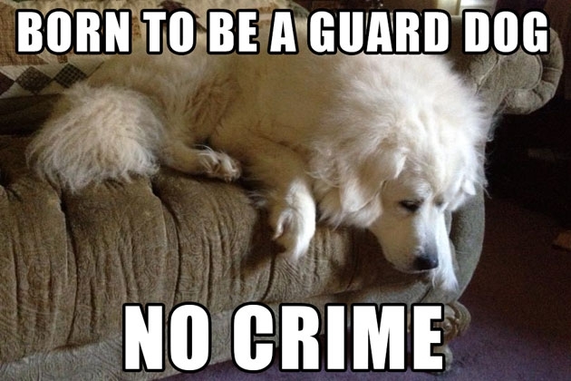 The Funniest ‘First World Dog Problems’ Memes