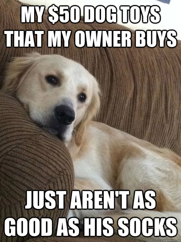The Funniest ‘First World Dog Problems’ Memes