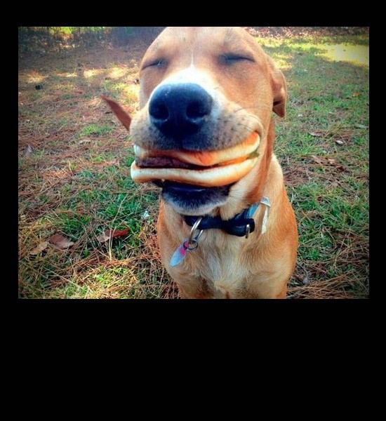 Happy Burger Dog 