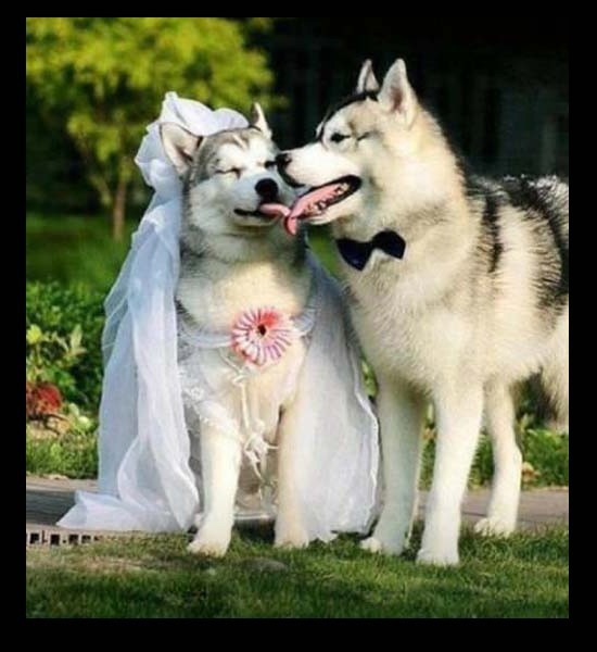 Dog Wedding 
