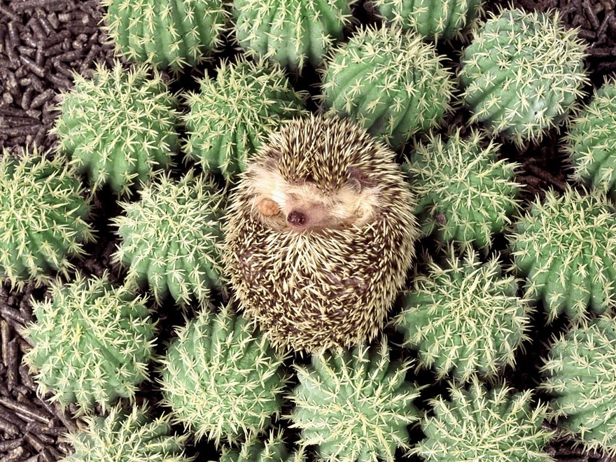 20. Hedgehog