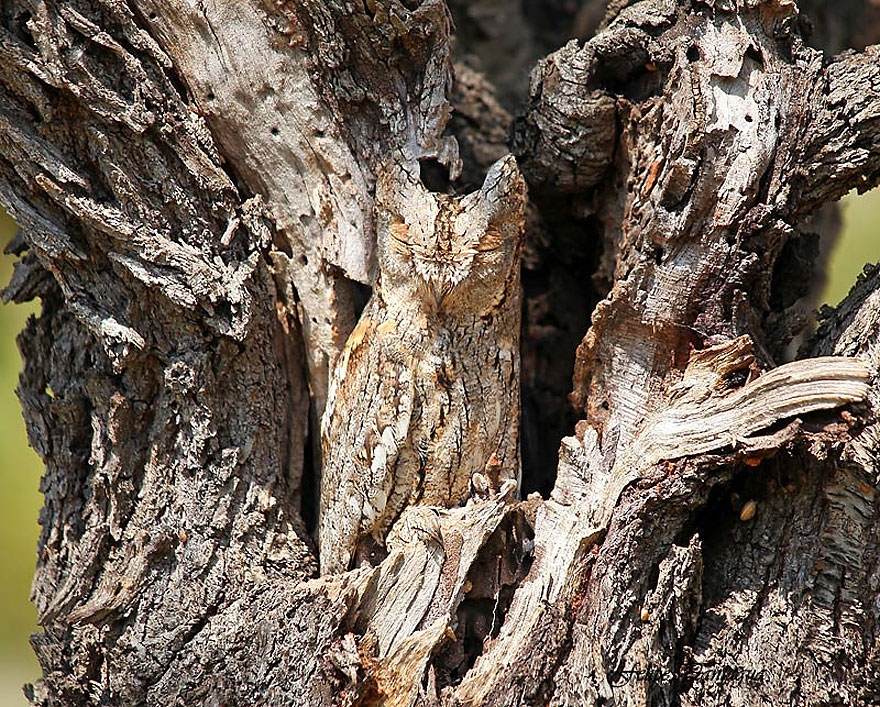 1. Owl
