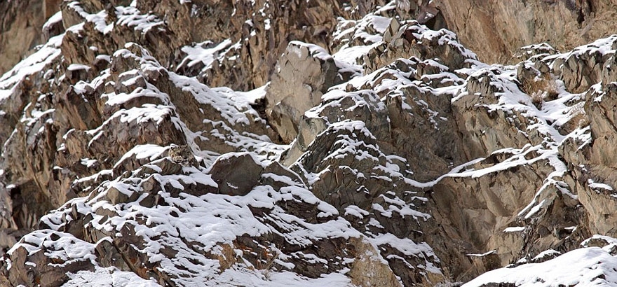 16. Snow Leopard