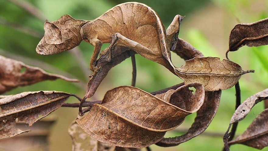 13. Leaf-Tailed Gecko