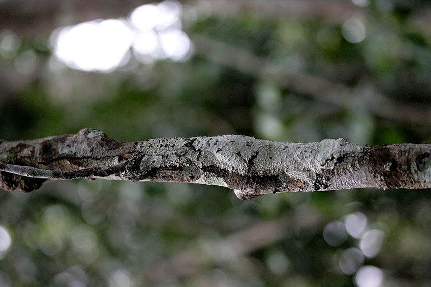 2. Uroplatus Geckos