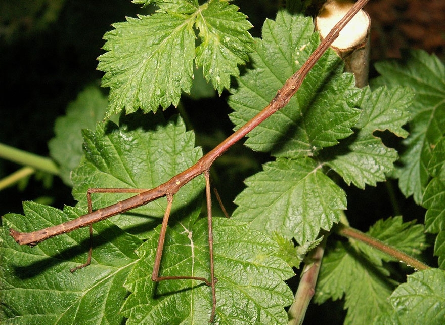 9. Stick Insect