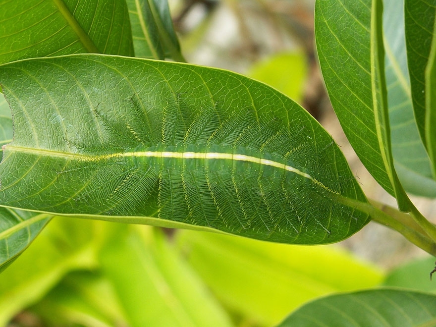 5. Common Baron Caterpillar