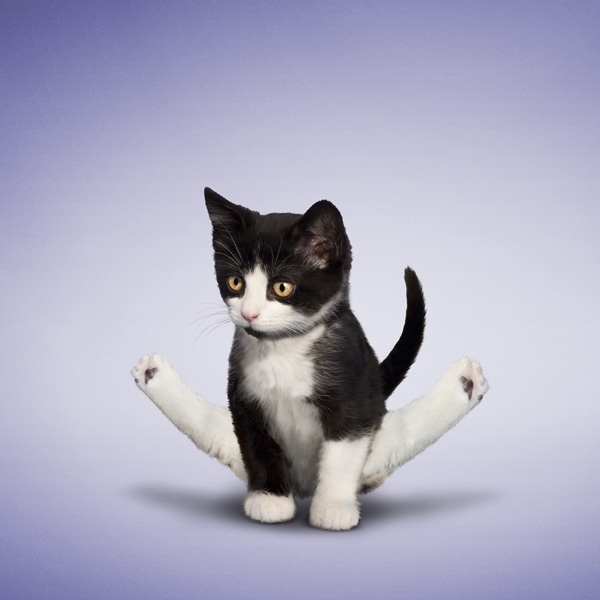 Yoga kitten