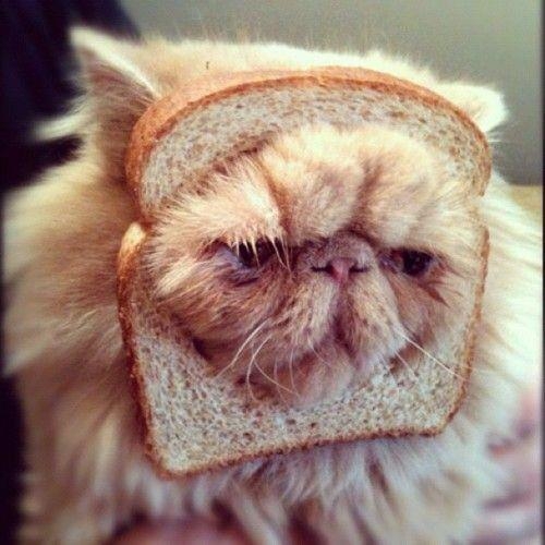 8. And we made this one an “in bread” cat just so we could make an awful pun